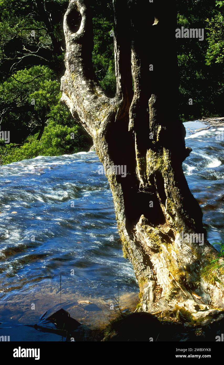 Tronco di alberi sul bordo del torrente d'acqua, Mount Field National Park, Tasmania, Australia Foto Stock