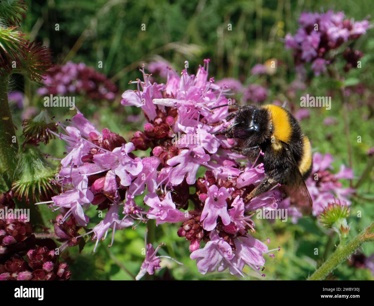 bumblebee dalla coda di rondine (Bombus Terrestris) che nidifica su una testa di fiori di marjoram selvatico (Origanum vulgare) in un prato di prateria di gesso, Wiltshire, Regno Unito, luglio. Foto Stock