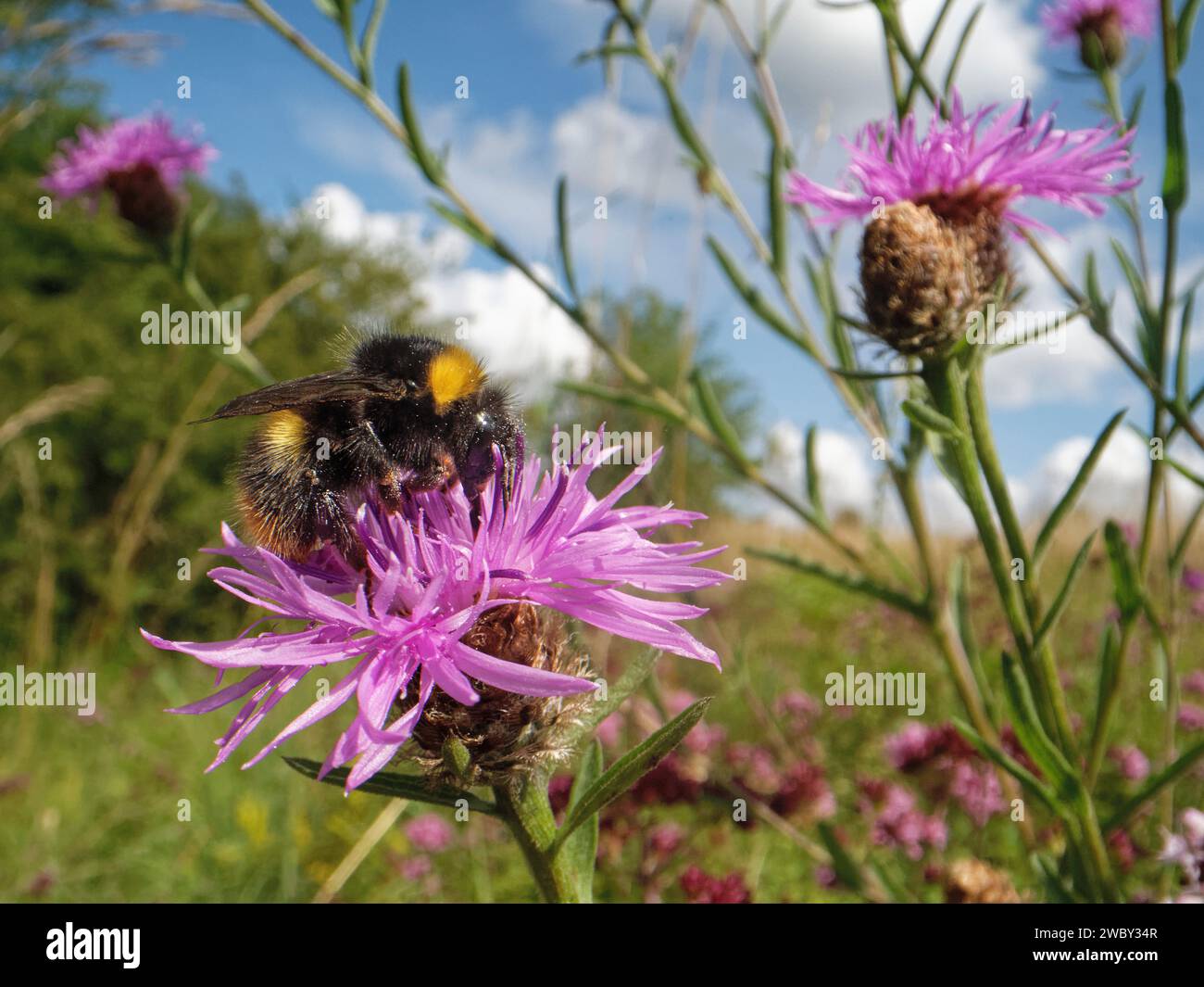 Early bumblebee (Bombus pratorum) nctaring su una grande testa di fiori (Centaurea scabiosa) in un prato erboso di gesso, Wiltshire, Regno Unito, luglio. Foto Stock