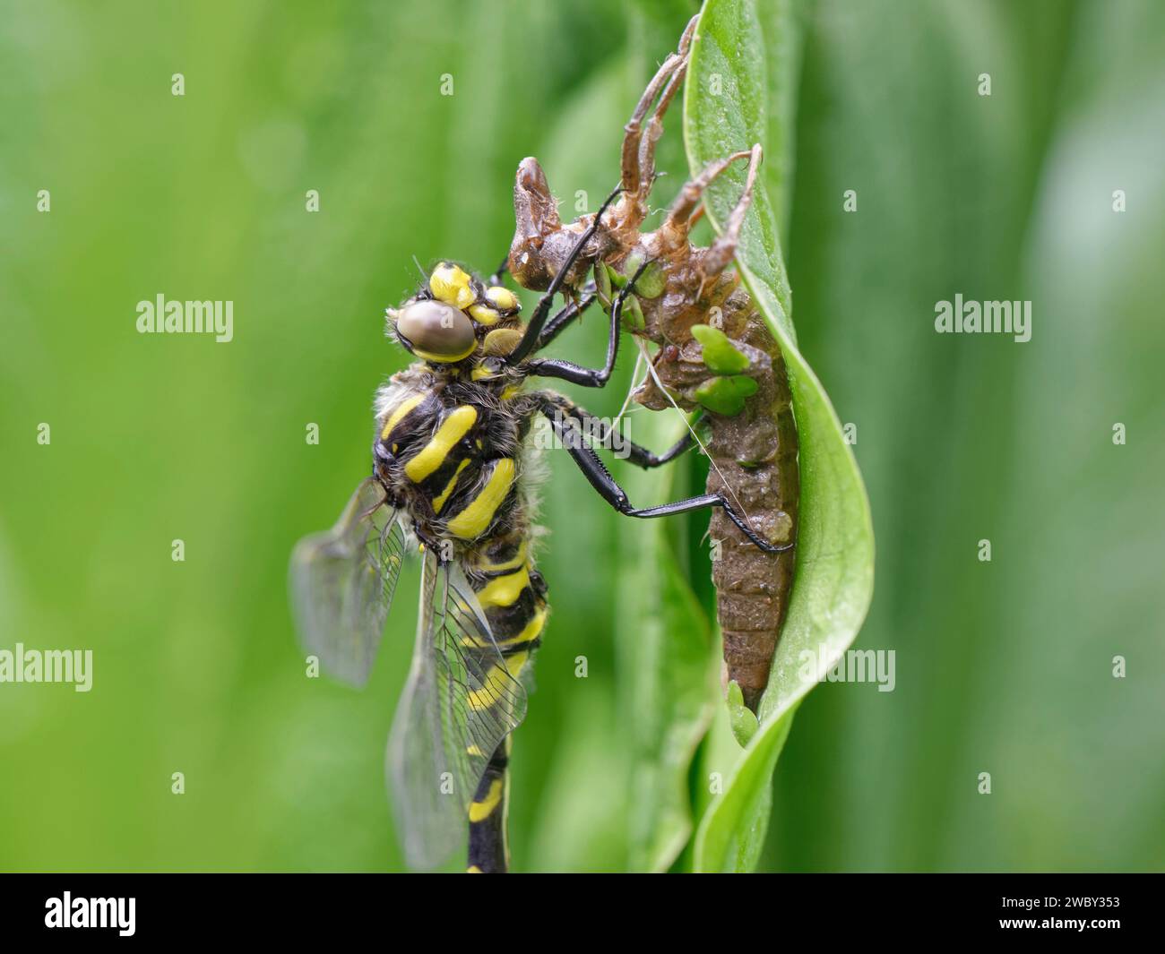Il maschio della libellula dagli anelli d'oro (Cordulegaster boltonii) è appena emerso dall'exuvia ninfale da una riva del fiume, South Cornwall, Regno Unito, giugno. Foto Stock