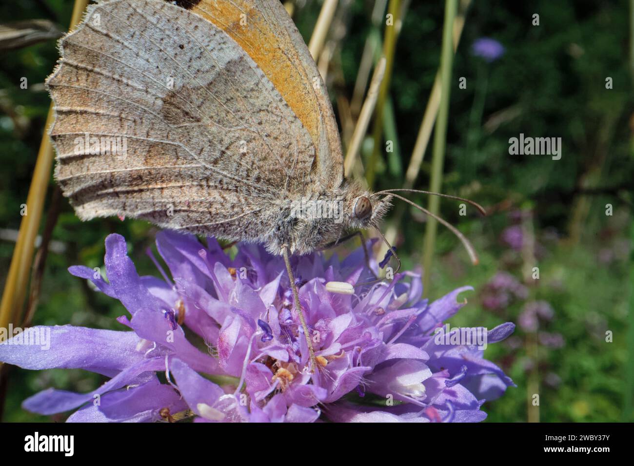 La farfalla marrone prato (Maniola jurtina) si trova in un campo scabioso (Knautia arvensis) in un prato erboso di gesso, Wiltshire, Regno Unito, luglio. Foto Stock