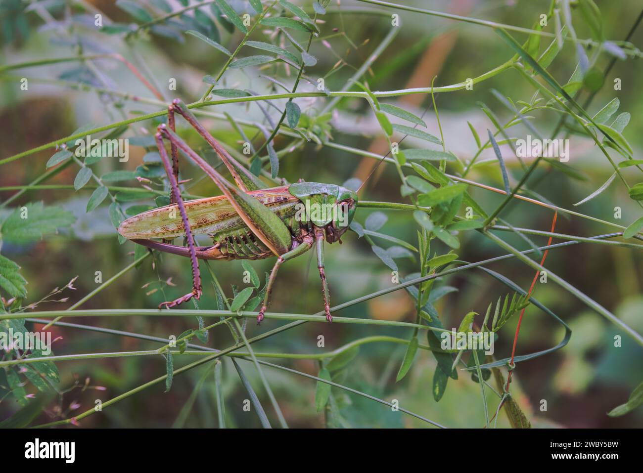 Grasshopper grigio o Grasshopper variegato o Grasshopper maculato lat. Decticus verrucivorus è una specie di cavalletta della sottofamiglia Foto Stock