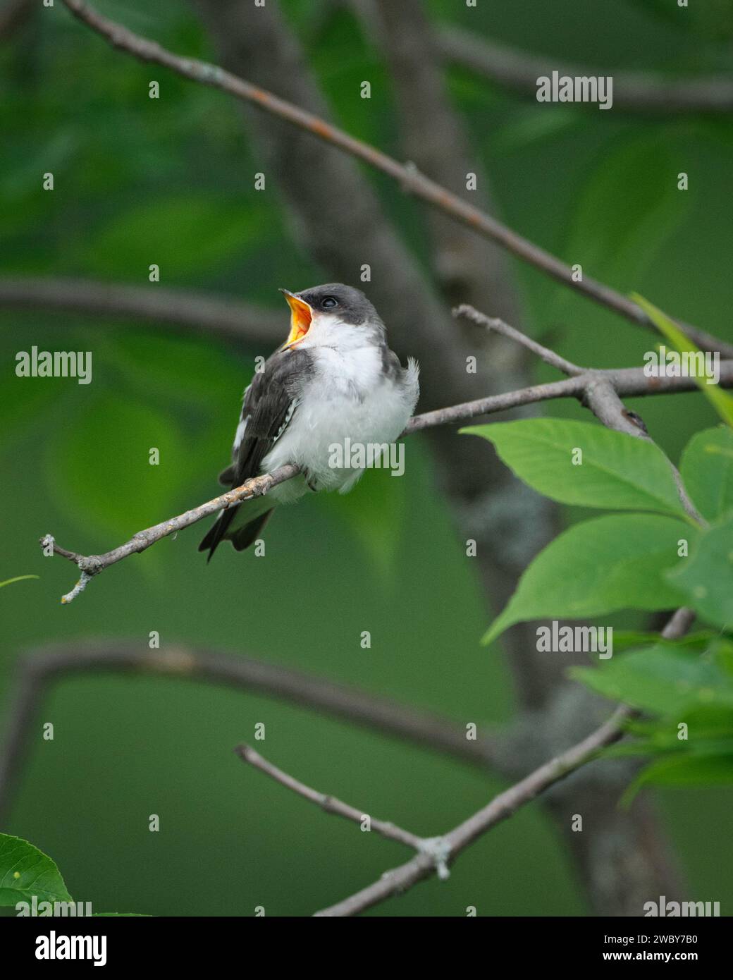 Young Tree Swallow che chiama i genitori per mangiare Foto Stock