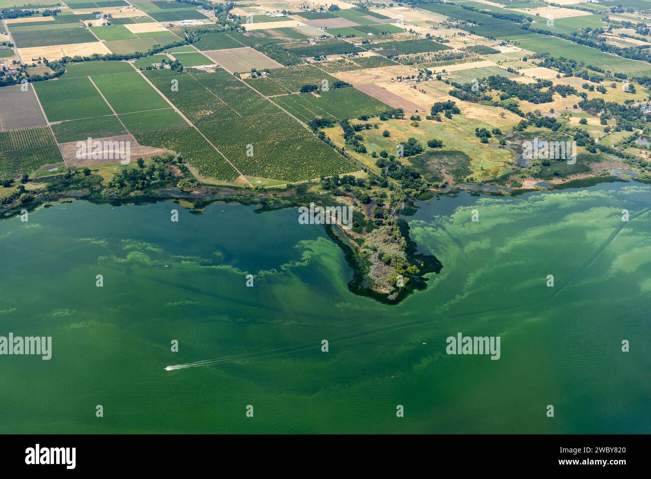Vista aerea delle acque verdi inquinate del lago Clear e degli effetti ambientali del deflusso agricolo che causa la fioritura delle alghe Foto Stock