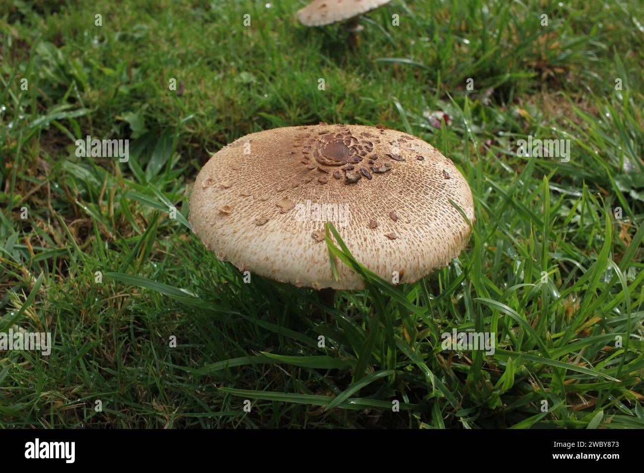 Esalta i tuoi sensi con questo incantevole scorcio nella vita segreta dei funghi alpini Foto Stock
