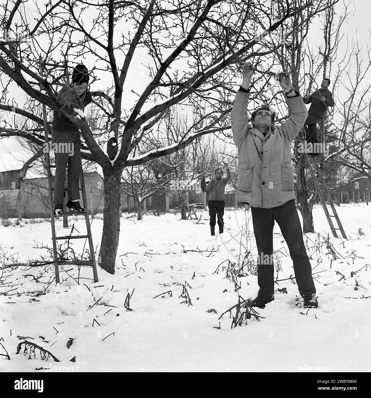 Contea di Prahova, Romania, circa 1980. Uomini che potano alberi da frutto in un frutteto dopo una tempesta di neve. Foto Stock