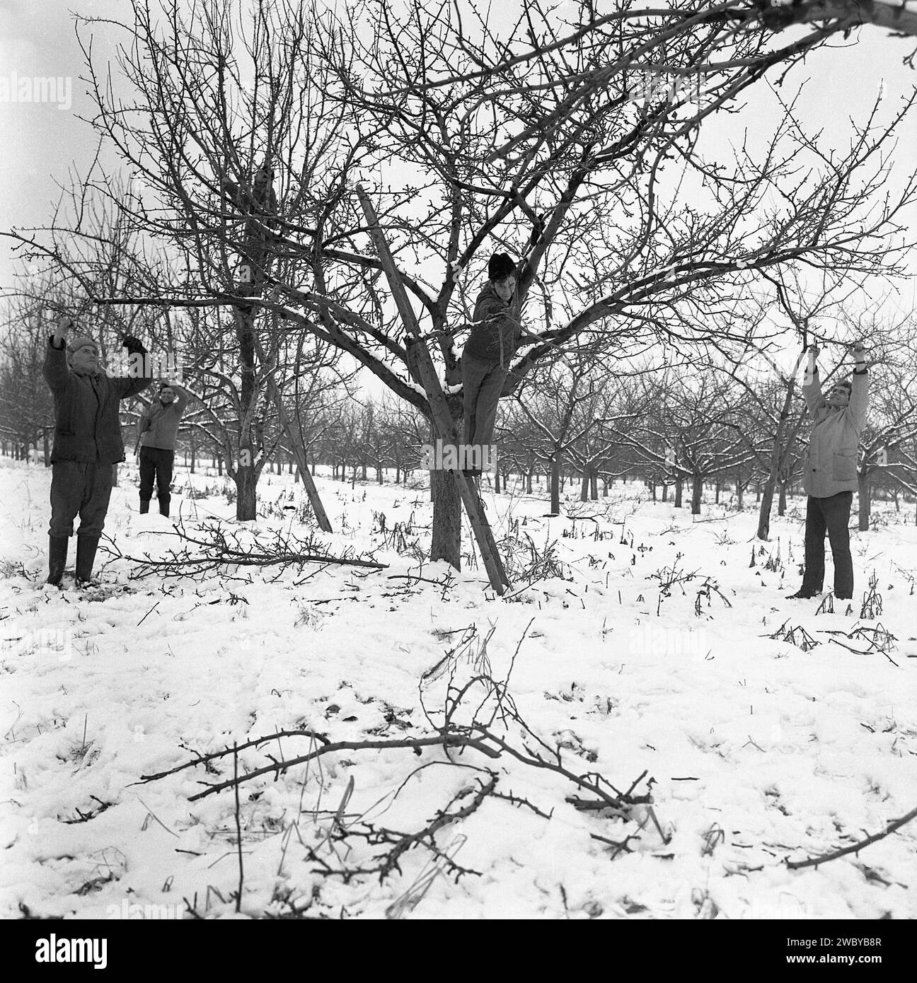 Contea di Prahova, Romania, circa 1980. Uomini che potano alberi da frutto in un frutteto dopo una tempesta di neve. Foto Stock