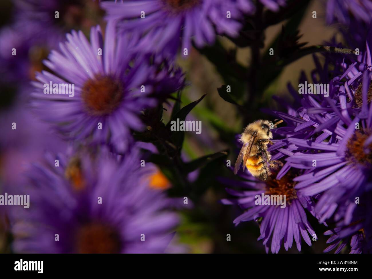 Bumble-bee su fiore viola. Foto Stock
