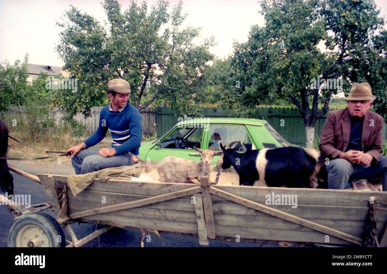 Contea di Vrancea, Romania, 1990. Uomini locali che trasportano capre in un carro trainato da cavalli. Foto Stock