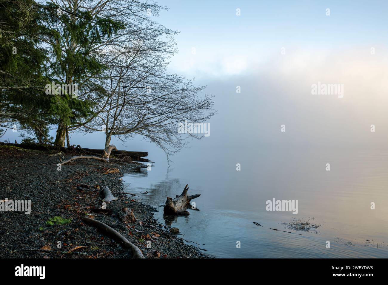 WA23913-00...WASHINGTON - Una mattinata nebbiosa lungo il lago Crescent Lakeshore vicino alla stazione Storm King Ranger. Foto Stock