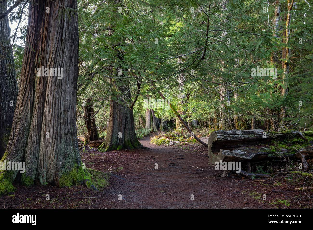 WA23914-00...WASHINGTON - Old Growth Forest lungo la riva del lago Crescent vista dal Moments in Time Trail. Foto Stock