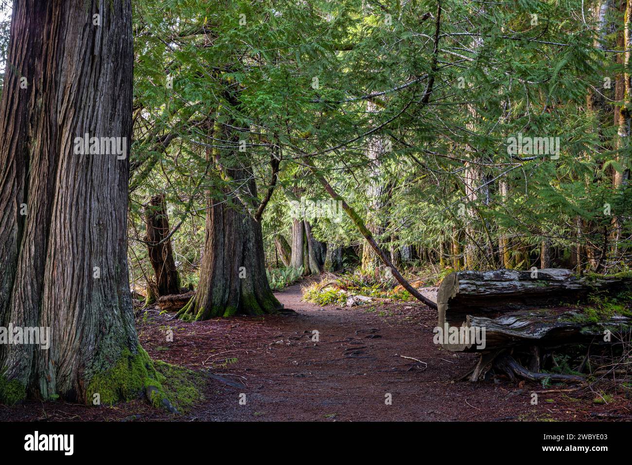 WA23915-00...WASHINGTON - Old Growth Forest lungo la riva del lago Crescent vista dal Moments in Time Trail. Foto Stock
