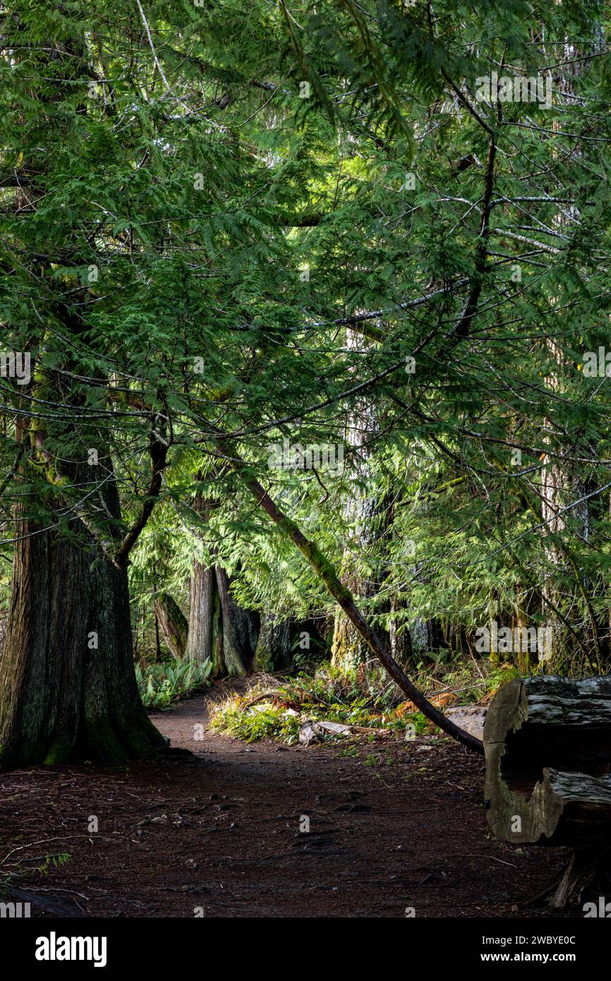 WA23916-00...WASHINGTON - Old Growth Forest lungo la riva del lago Crescent vista dal Moments in Time Trail. Foto Stock