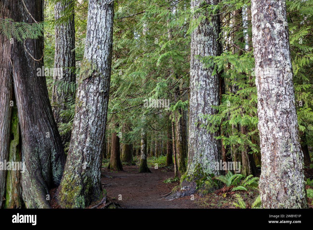 WA23917-00...WASHINGTON - lichene bianco sulla corteccia di alberi vecchi sulla pista Moments in Time Trail vicino alla stazione Storm King Ranger sul lago Crescen Foto Stock