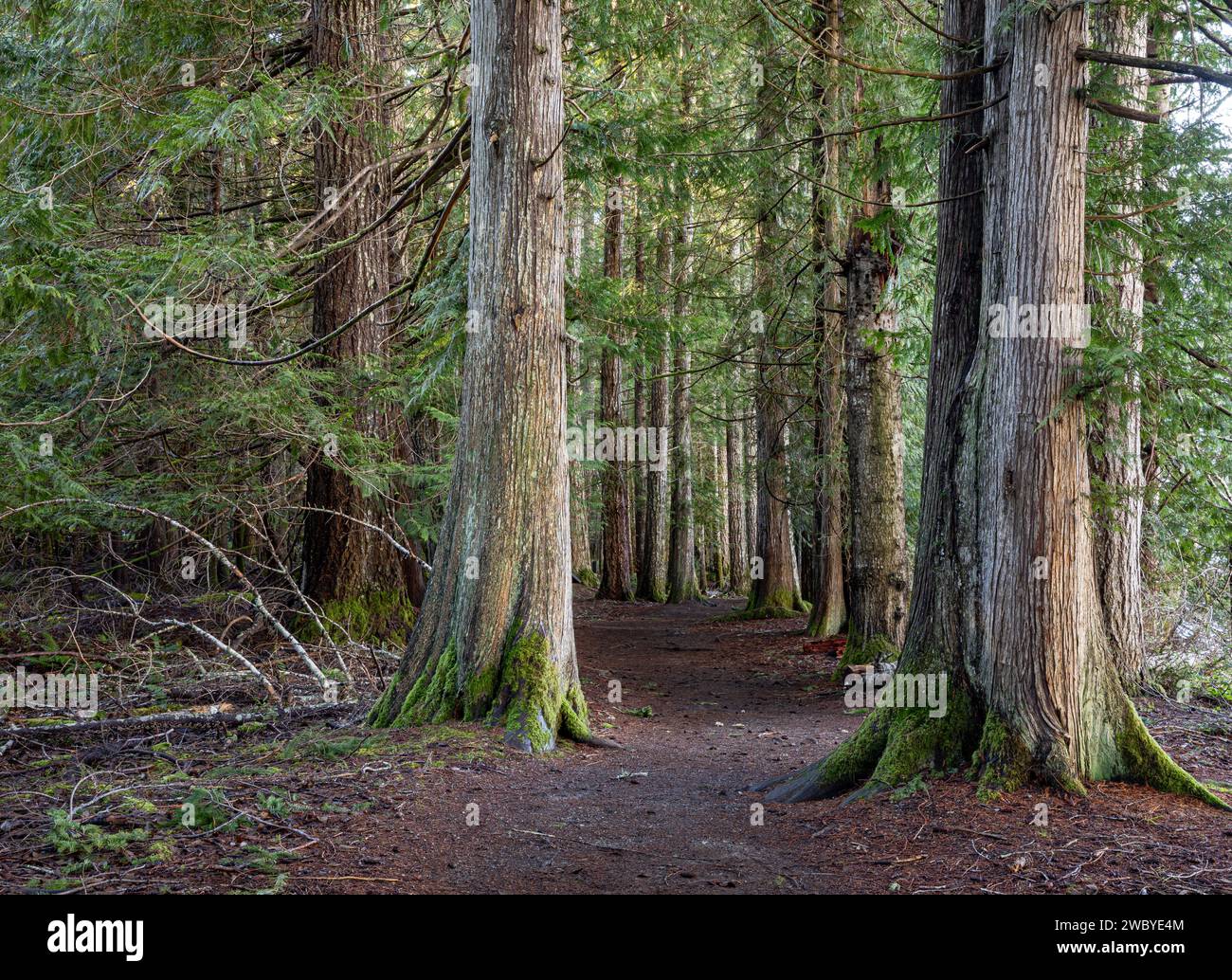 WA23920-00...WASHINGTON - Moments in Time Trail in una vecchia foresta lungo le rive del lago Crescent. Foto Stock
