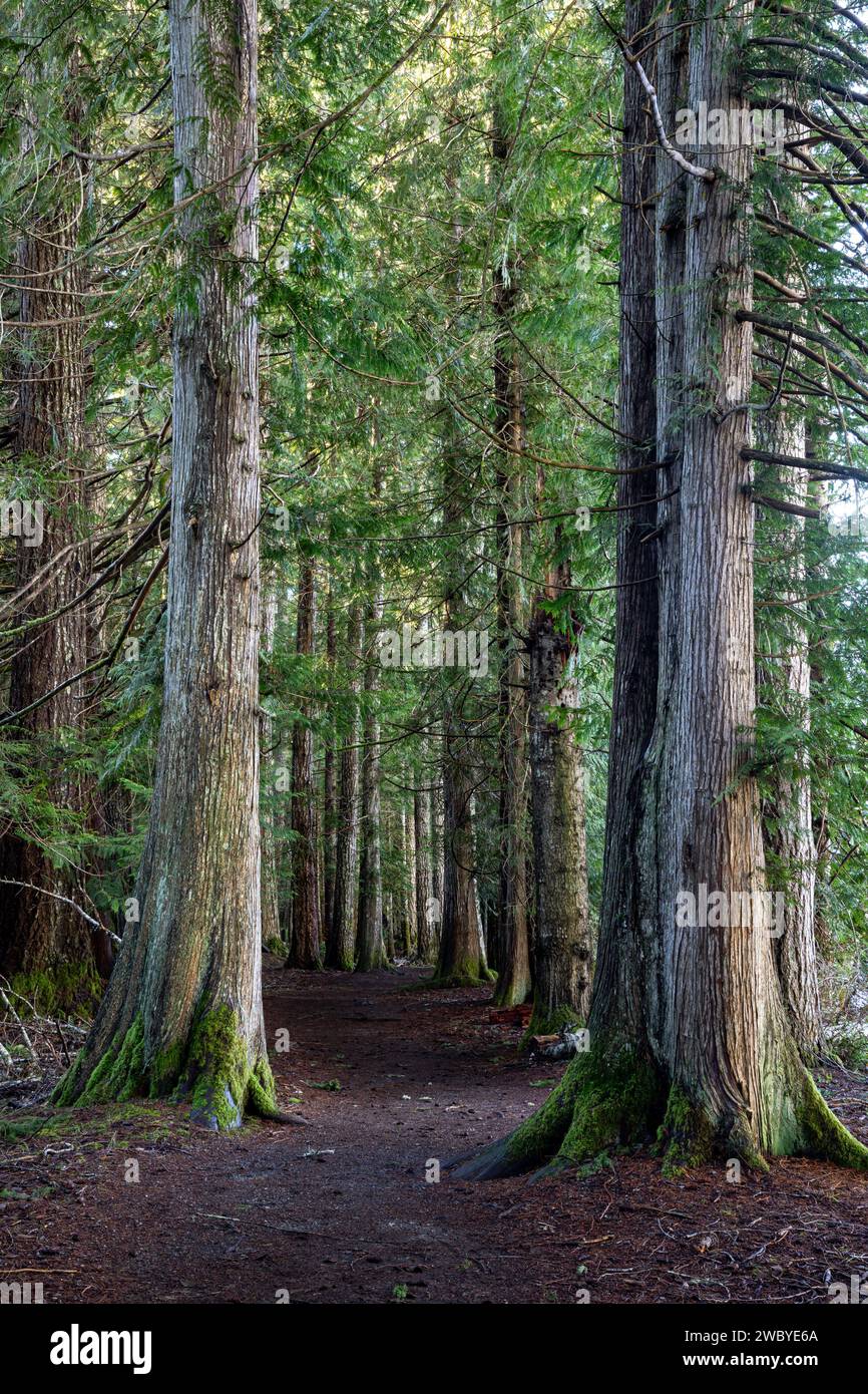 WA23921-00...WASHINGTON - Moments in Time Trail in una vecchia foresta lungo le rive del lago Crescent. Foto Stock