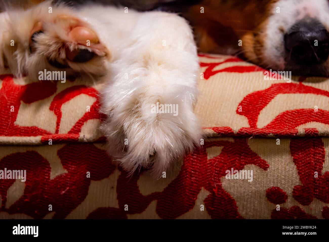cane pastore australiano su un divano Foto Stock