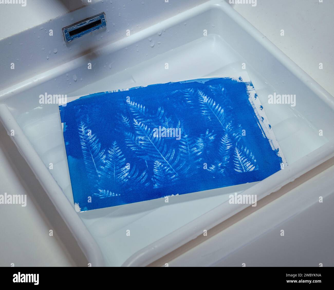 Lavaggio della carta cianotipo esposta in acqua. Foto Stock