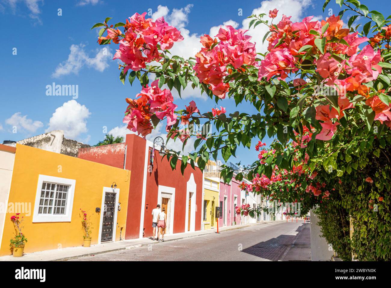 Merida Mexico, centro storico, quartiere storico centrale, Calle 64A, residenze residenziali preservate, architettura, colorata, bougainville fiorente Foto Stock