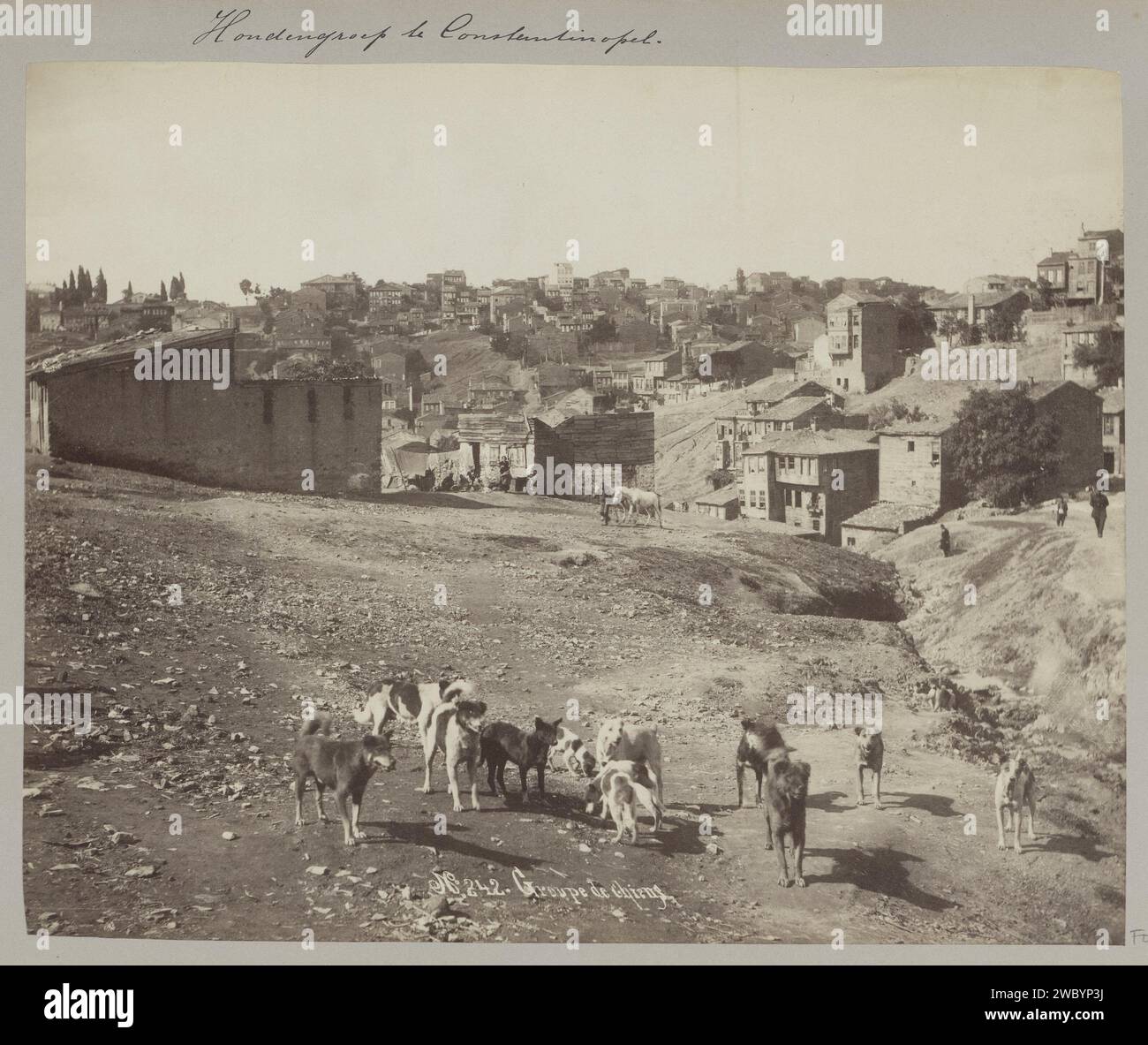 Gruppo di cani a Istanbul, Sébah & Joaillier (attribuito a), c. 1900 - nel o prima del 1910 Fotografia parte di album fotografico di un viaggio attraverso l'Europa meridionale e il Medio Oriente. Istanbul Photo Support albumen print dog Istanbul Foto Stock