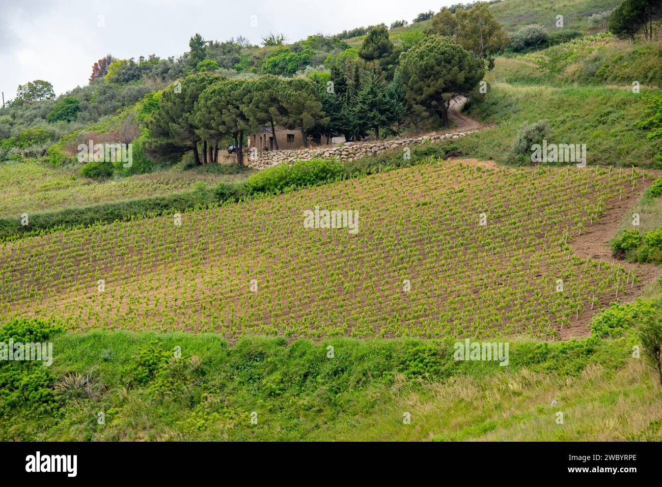 Campi agricoli della regione Trapani - Sicilia - Italia Foto Stock