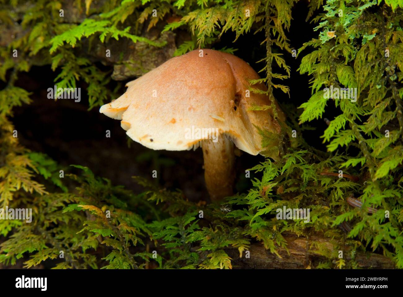 Funghi, Lake George Wild Forest, Adirondack Forest Preserve, New York Foto Stock