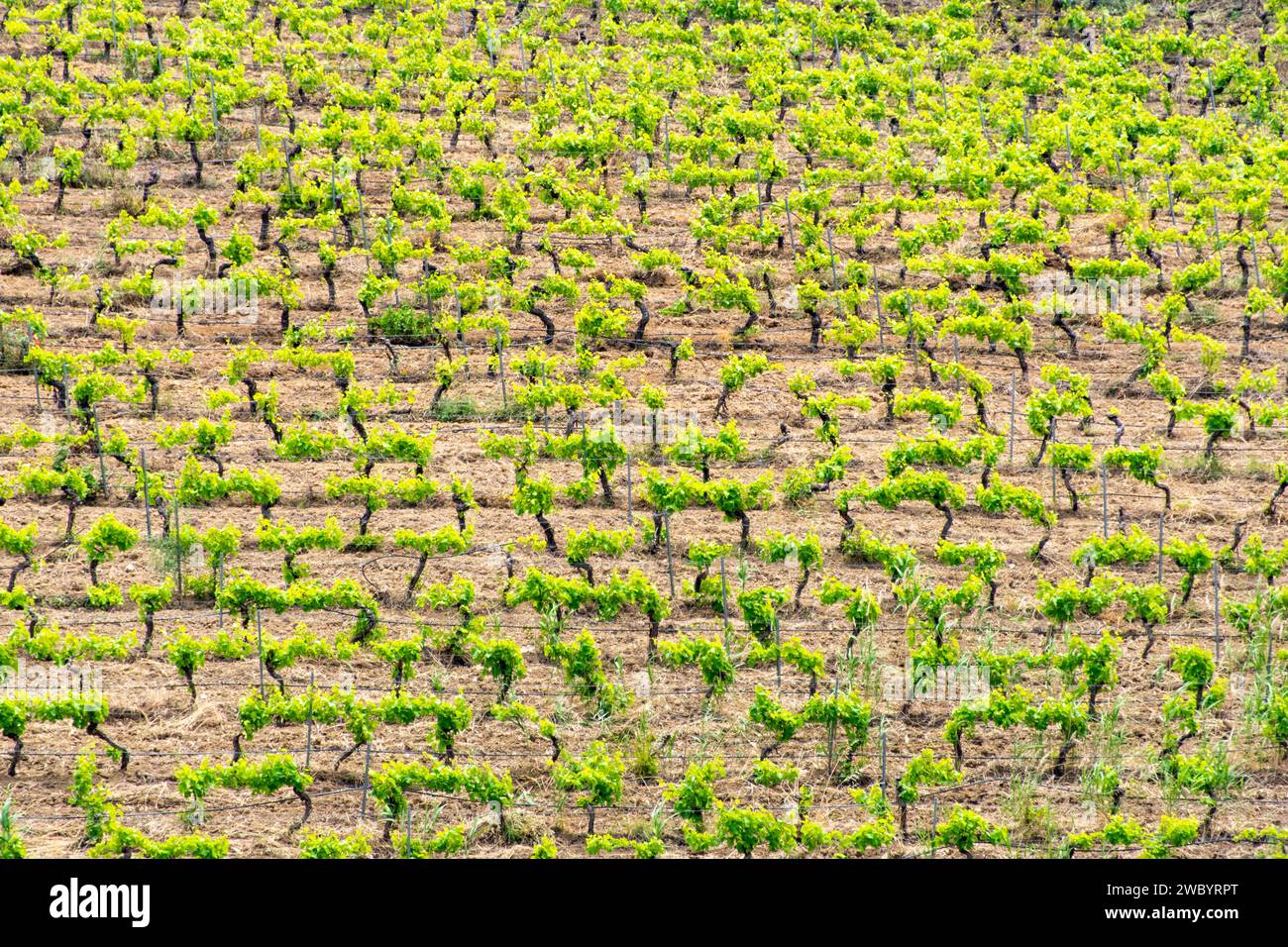 Campi agricoli della regione Trapani - Sicilia - Italia Foto Stock