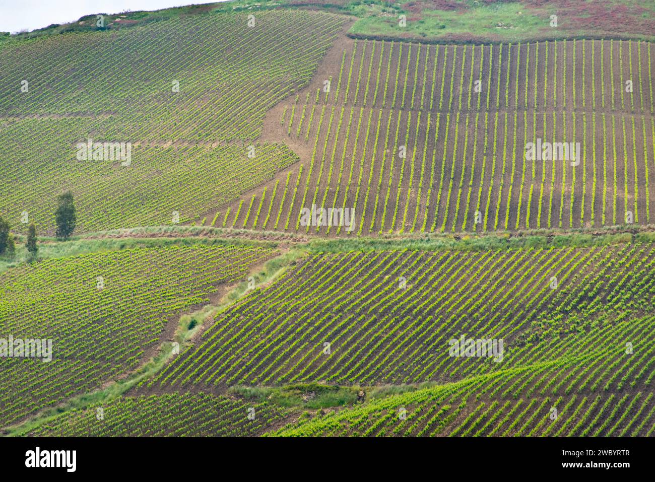 Campi agricoli della regione Trapani - Sicilia - Italia Foto Stock