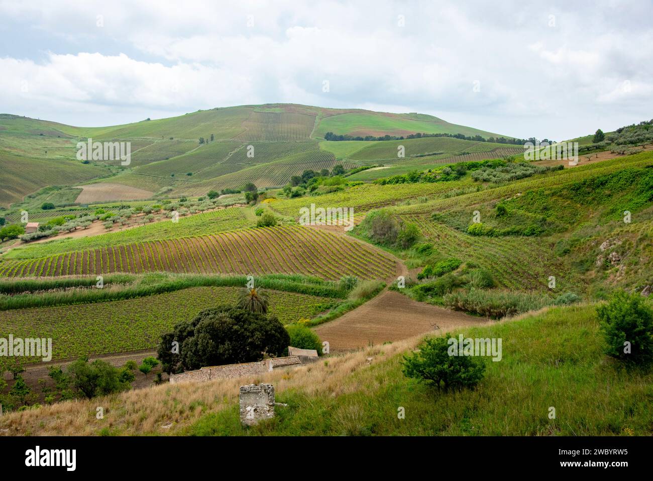 Campi agricoli della regione Trapani - Sicilia - Italia Foto Stock