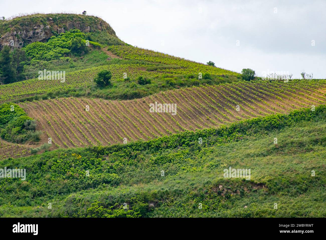 Campi agricoli della regione Trapani - Sicilia - Italia Foto Stock