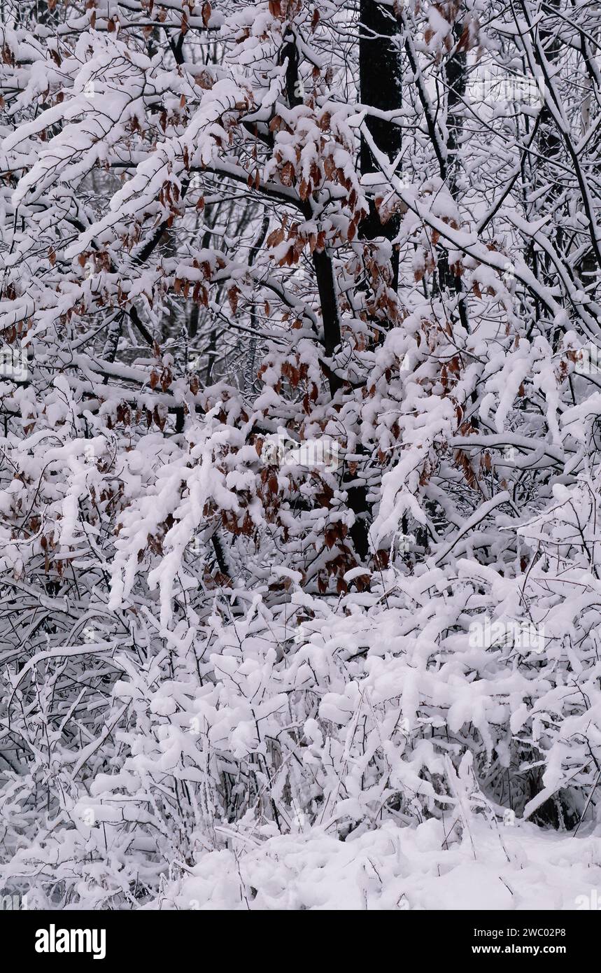 Un piccolo faggio, con le sue foglie ancora appese, è coperto di neve fresca, Newport State Park, Door County, Wisconsin Foto Stock