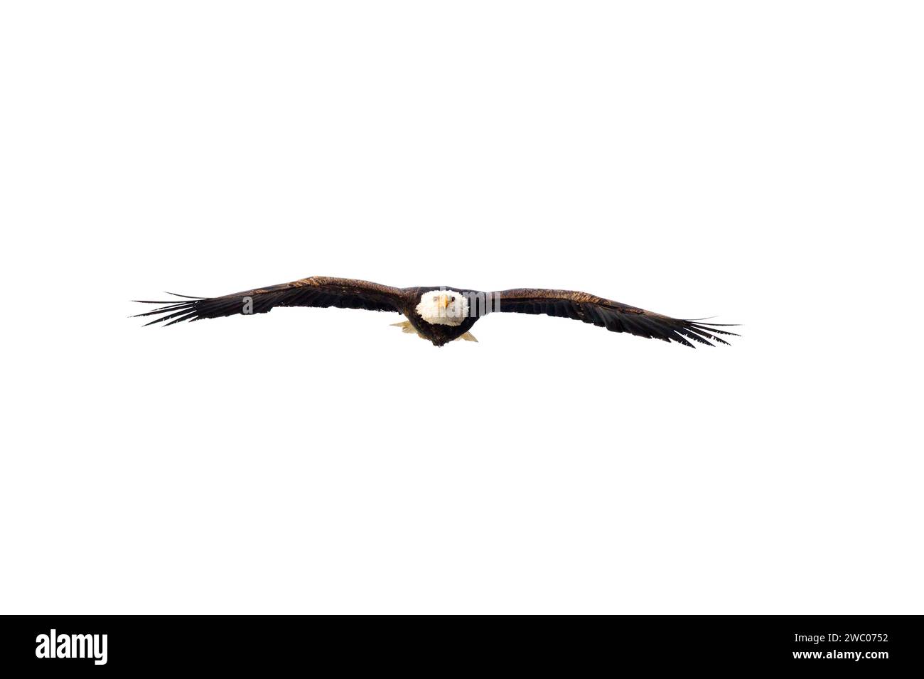 Aquila calva adulta (Haliaeetus leucocephalus) che vola verso la macchina fotografica nella Chilkat Bald Eagle Preserve vicino a Haines, Alaska Foto Stock