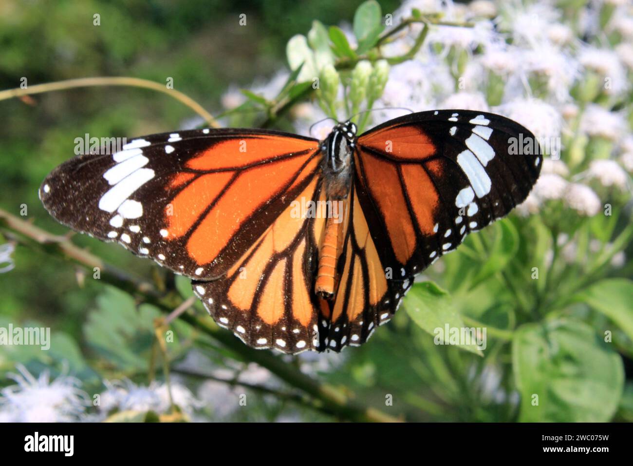 Farfalla tigre a righe, Danaus genutia su un fiore con sfondo verde. Foto Stock