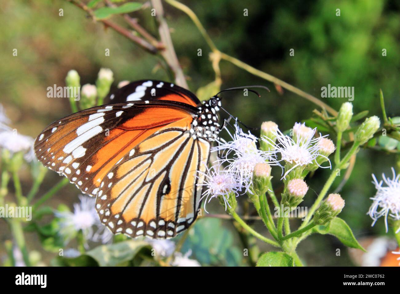 Farfalla tigre a righe, Danaus genutia su un fiore con sfondo verde. Foto Stock