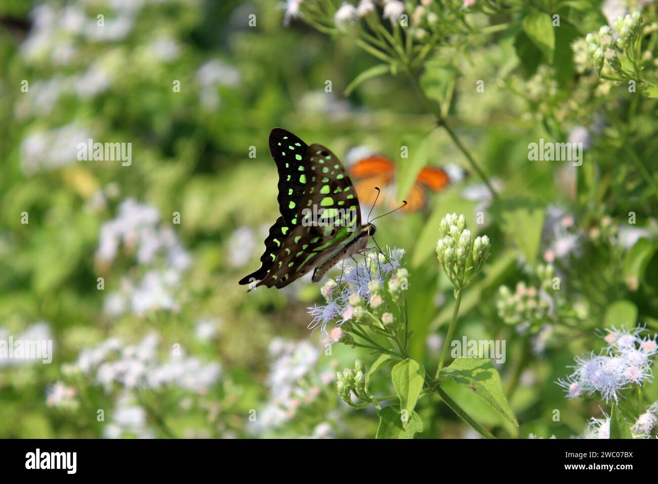 Armonia della natura, farfalla e fiore Foto Stock