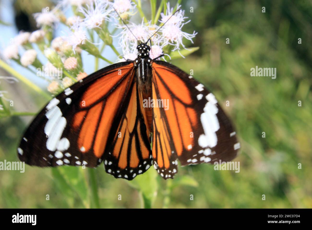 Farfalla tigre a righe, Danaus genutia su un fiore con sfondo verde. Foto Stock