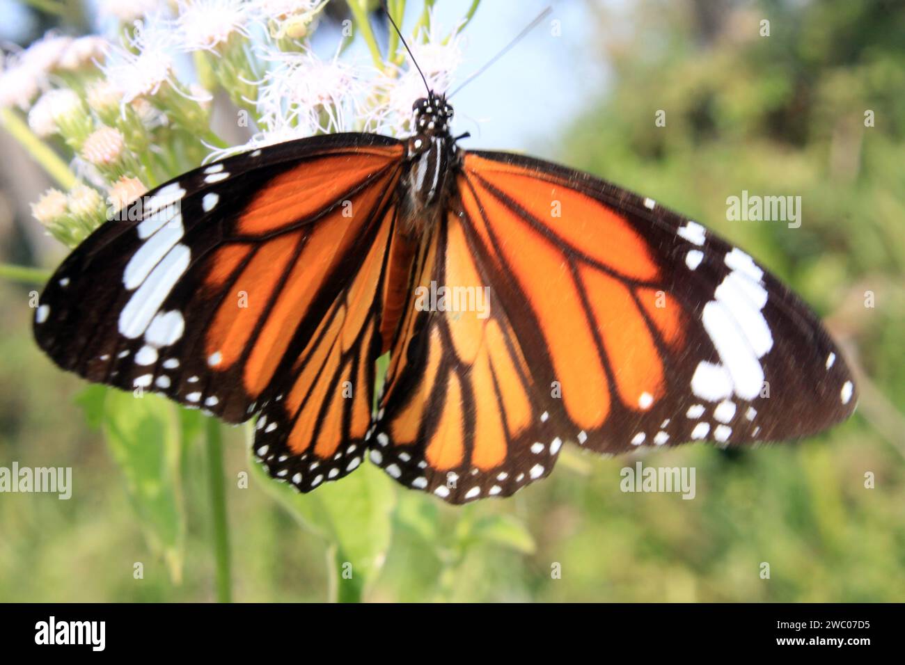 Farfalla tigre a righe, Danaus genutia su un fiore con sfondo verde. Foto Stock