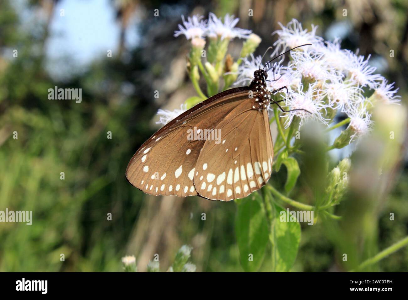 Farfalla sul fiore. Foto Stock