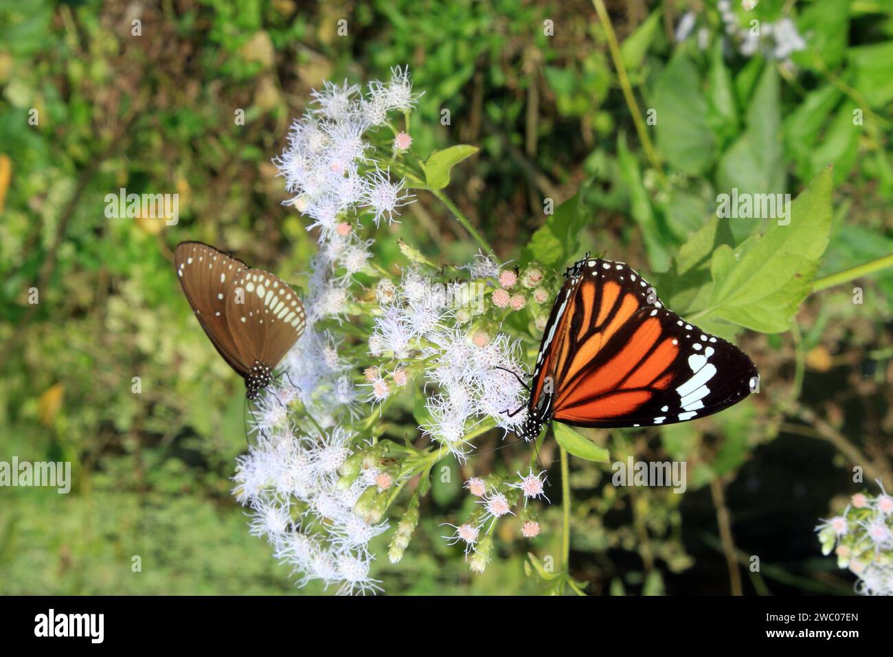 Farfalla sul fiore. Foto Stock