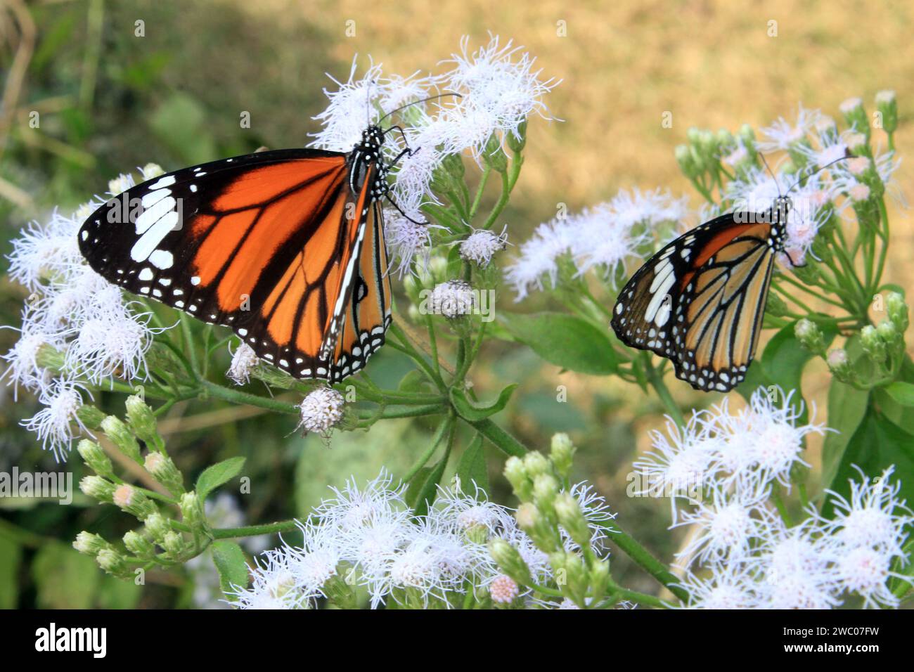 Farfalla tigre a righe, Danaus genutia su un fiore con sfondo verde. Foto Stock