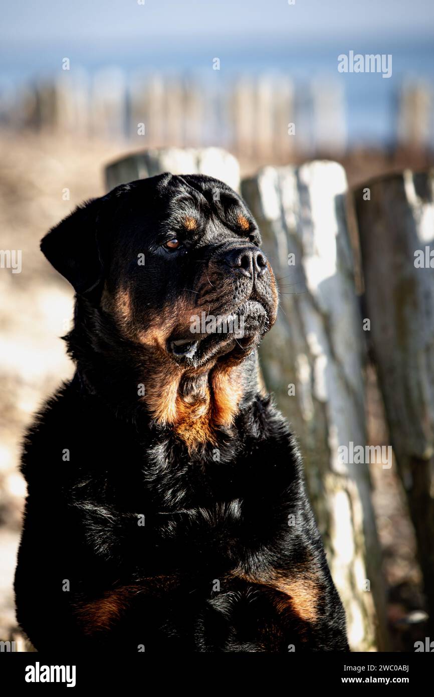 Cane Foto Stock
