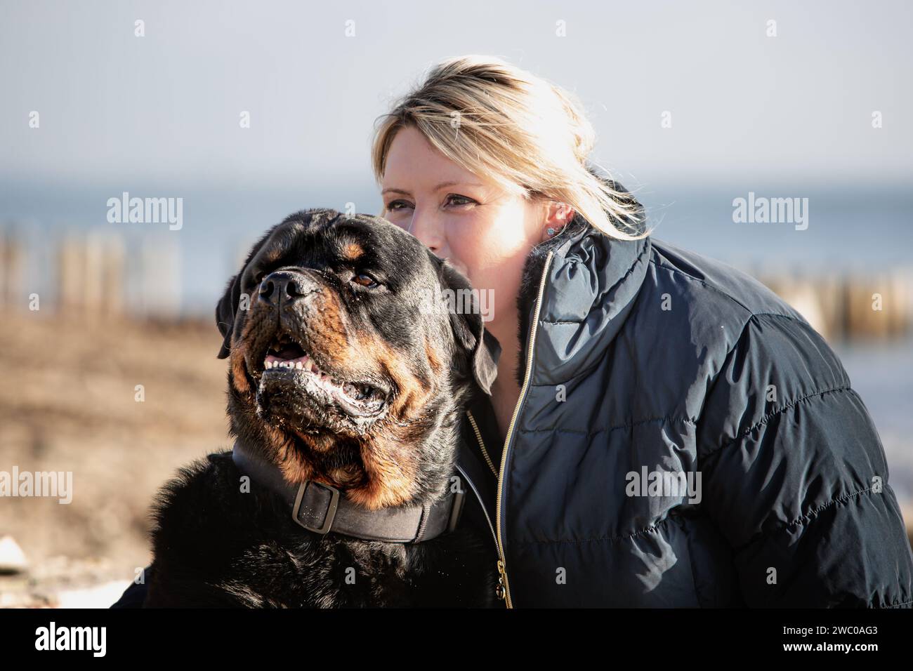 Cane Foto Stock