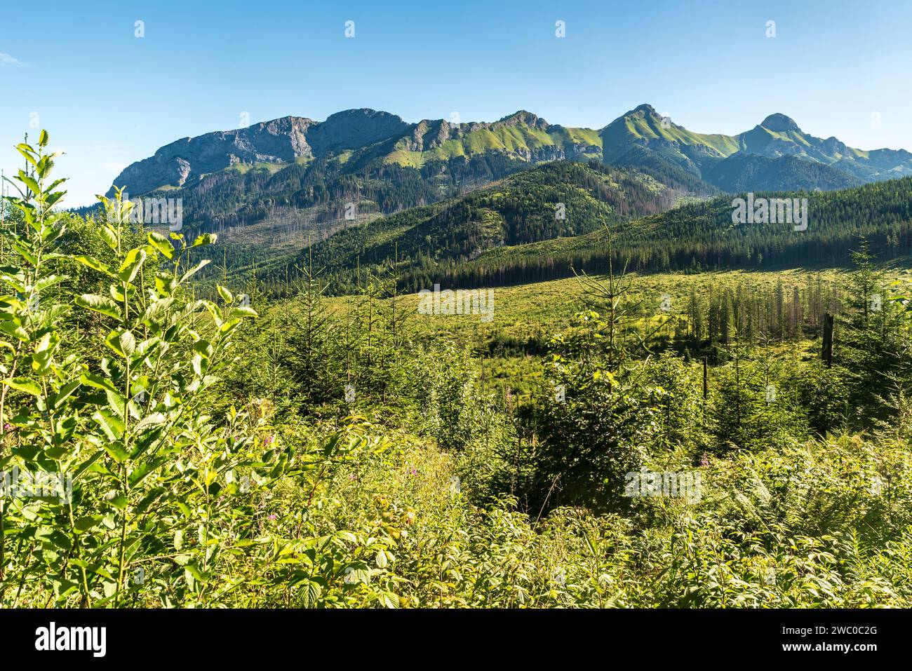 Belianske Tatry dalla valle della dolina di Javorova nelle montagne degli alti Tatra in Slovacchia durante la mattina d'estate con cielo limpido Foto Stock
