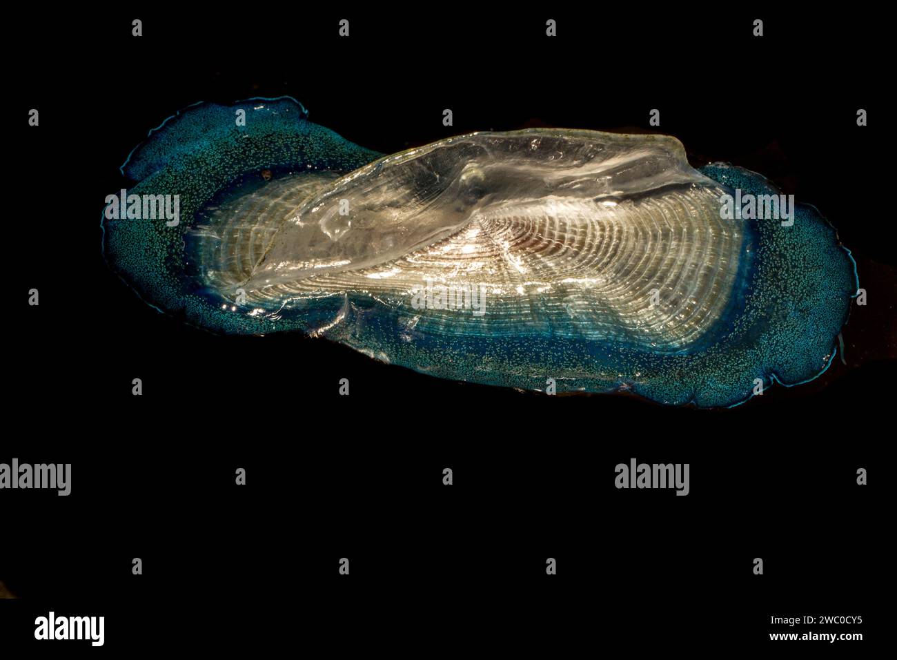 Dalla velista Velella velella Foto Stock