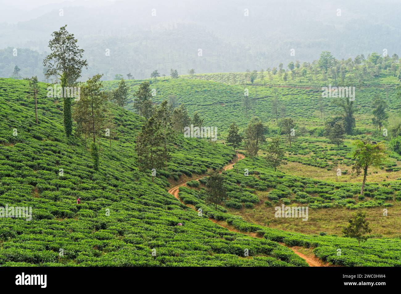Piantagione di tè, Wayanad Foto Stock