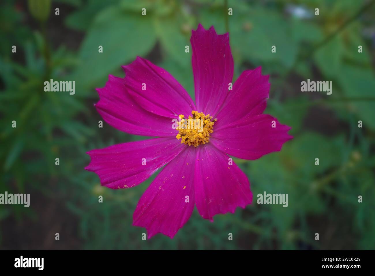 Un grande e luminoso fiore di cosmo rosa con otto petali e un centro giallo su uno sfondo verde sfocato. La foto è stata scattata in primo piano, macro. Foto Stock