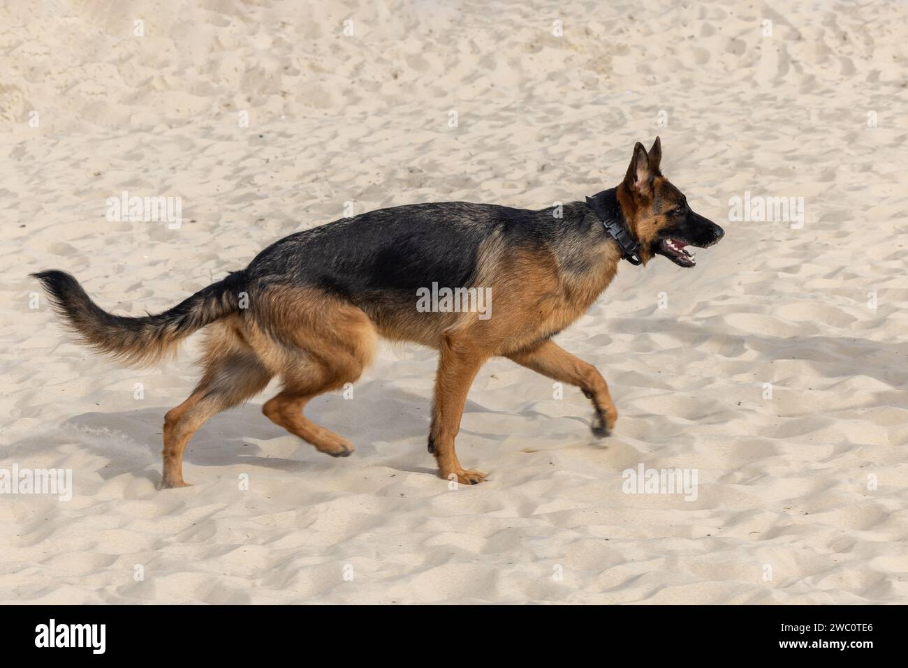 Cane pastore tedesco da un profilo: Il cane sta camminando sulla sabbia in spiaggia Foto Stock