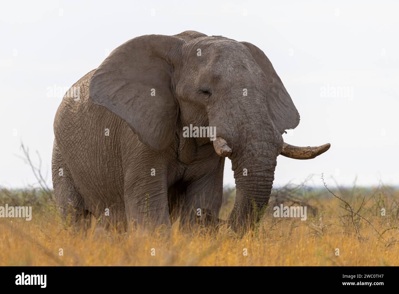 Bull Elephant in the Tall Grasses Foto Stock