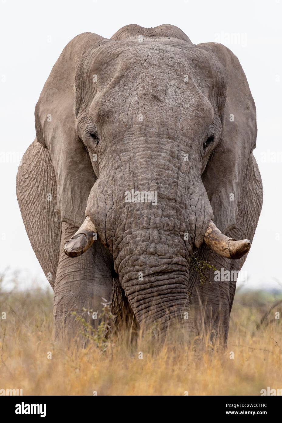Bull Elephant in the Tall Grasses Foto Stock