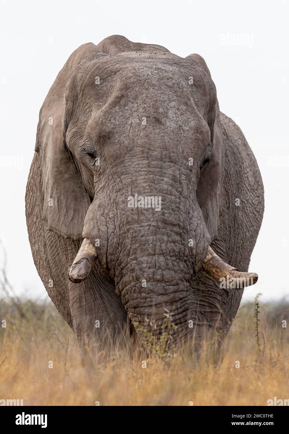 Bull Elephant in the Tall Grasses Foto Stock